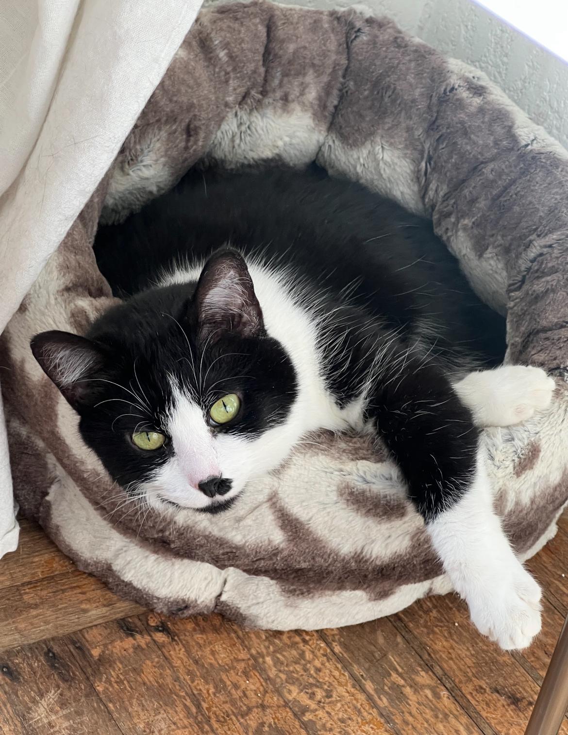 Omlette - New Pics*, Adoptable, Adult Female Domestic Short Hair.