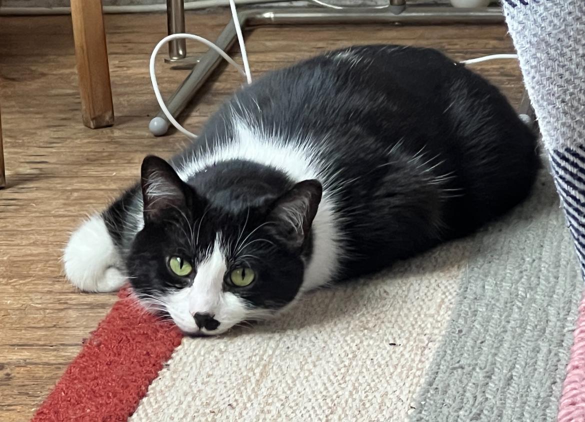 Omlette - New Pics*, a Adoptable Domestic Short Hair in Vancouver, BC image 2/6