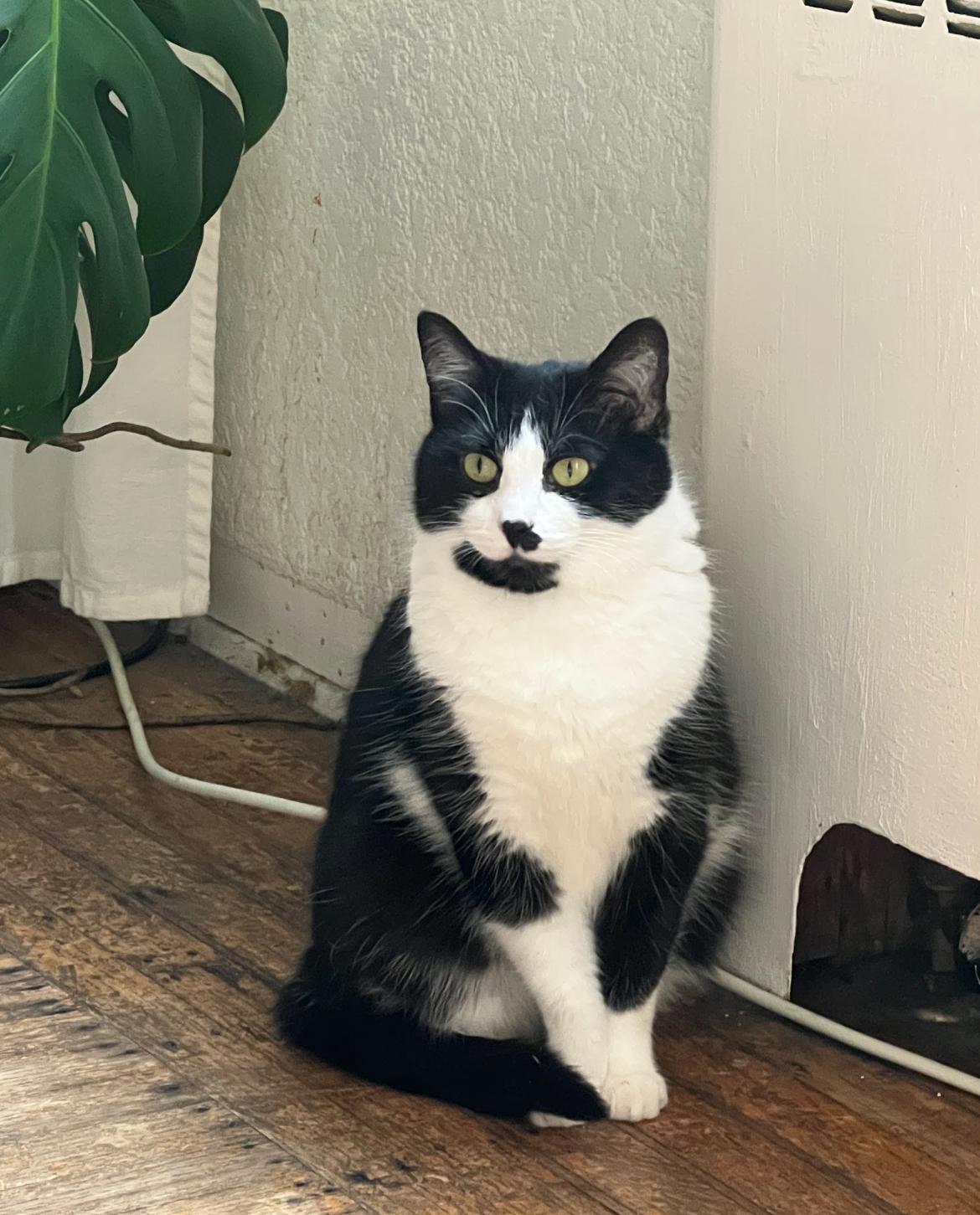 Omlette - New Pics*, a Adoptable Domestic Short Hair in Vancouver, BC image 3/6