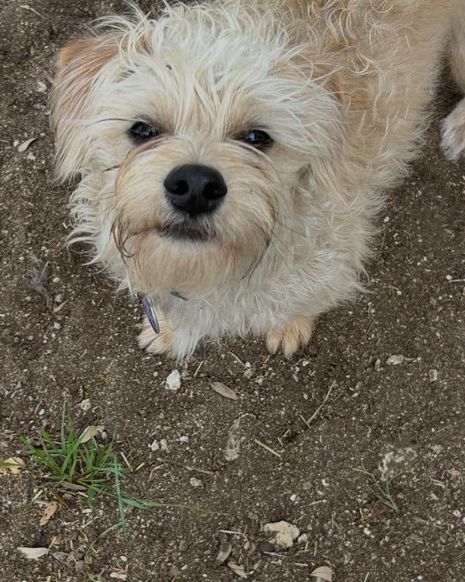 Enlarge Rocky, a ADOPTABLE mixed breed in Winsted, CT image 2/5