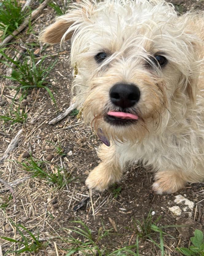 Enlarge Rocky, a ADOPTABLE mixed breed in Winsted, CT image 4/5