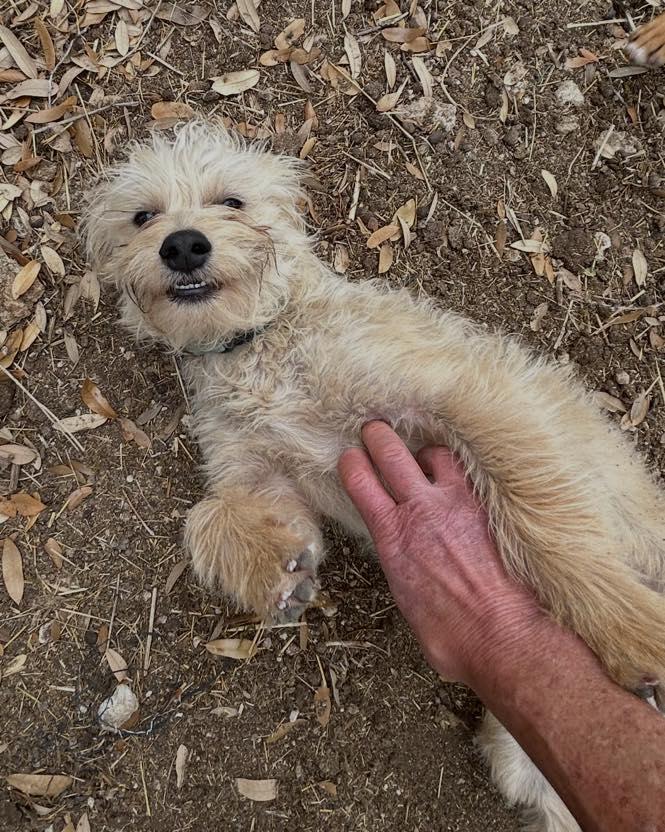 Enlarge Rocky, a ADOPTABLE mixed breed in Winsted, CT image 3/5