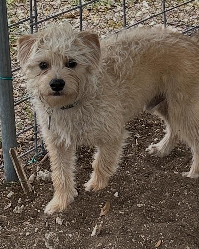 Enlarge Rocky, a ADOPTABLE mixed breed in Winsted, CT image 1/5