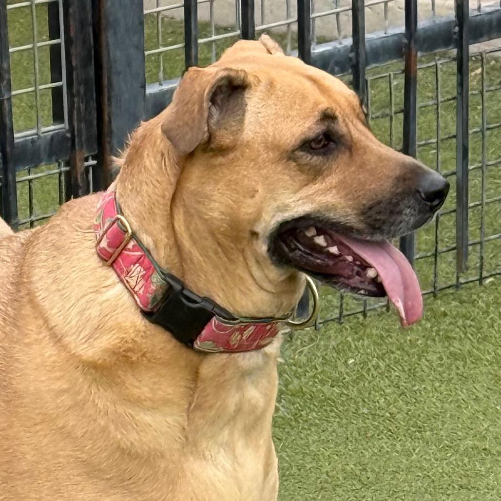 Enlarge Zelda, a Adoptable mixed breed in Albuquerque, NM image 1/6