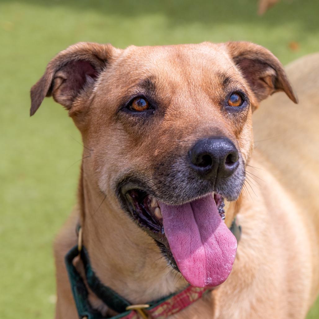 Enlarge Zelda, a Adoptable mixed breed in Albuquerque, NM image 1/6