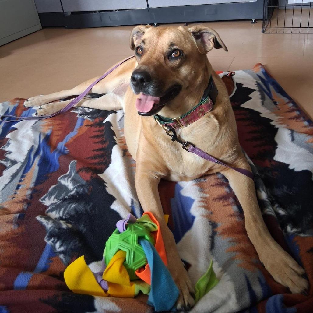 Esmerelda, a Adoptable mixed breed in Albuquerque, NM image 1/6