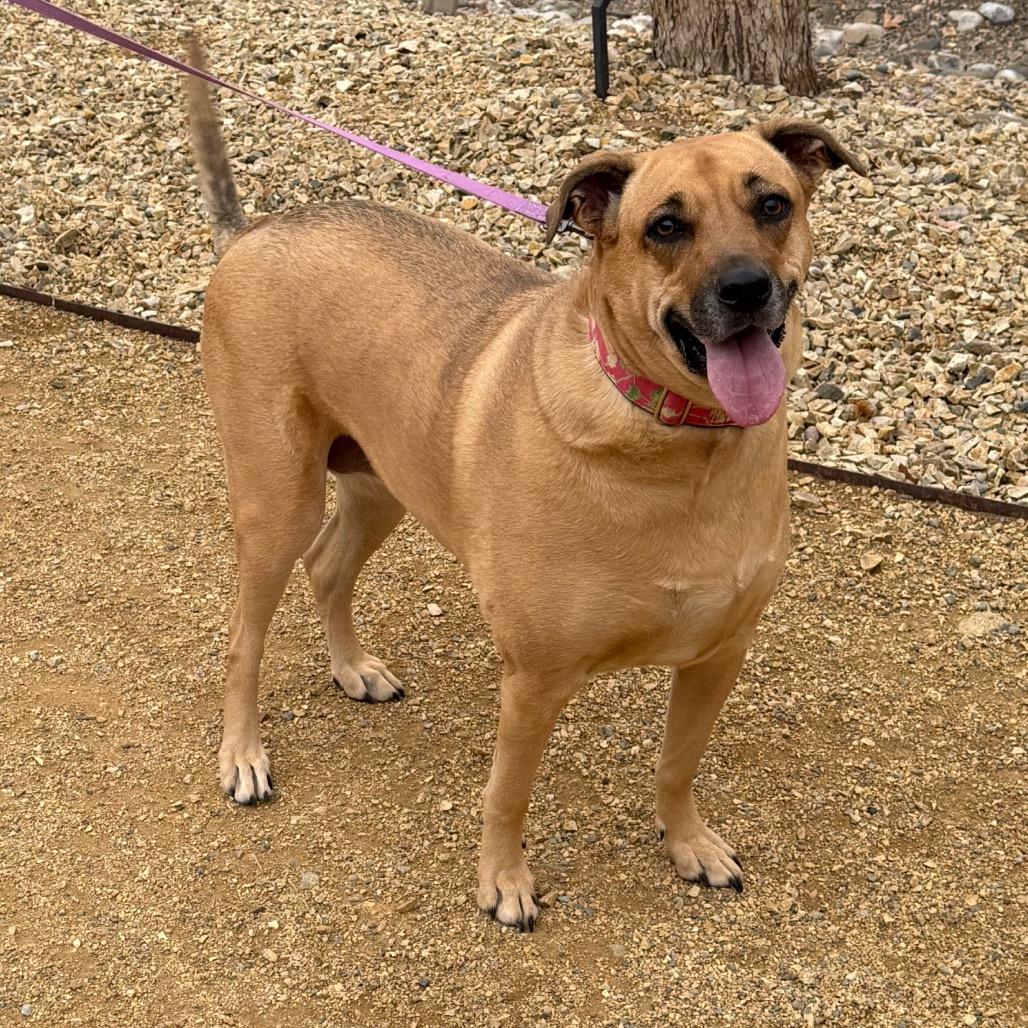Zelda, Adoptable, Adult Female Shepherd & American Staffordshire Terrier.