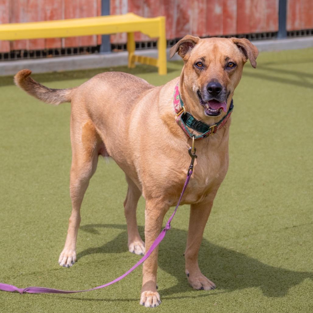 Esmerelda, a Adoptable mixed breed in Albuquerque, NM image 4/6