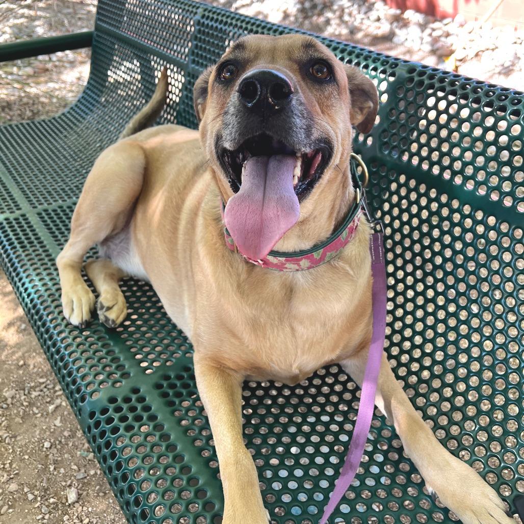 Esmerelda, a Adoptable mixed breed in Albuquerque, NM image 5/6