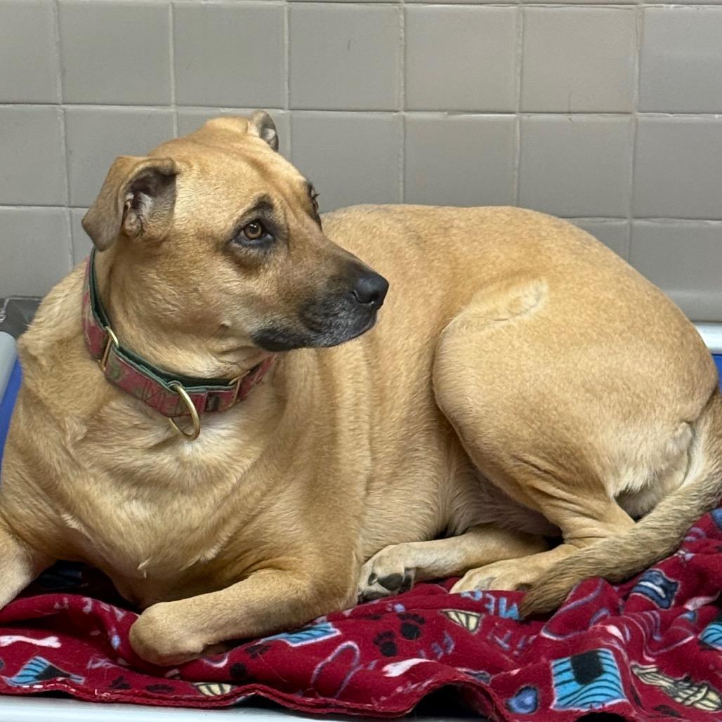 Enlarge Zelda, a Adoptable mixed breed in Albuquerque, NM image 3/6