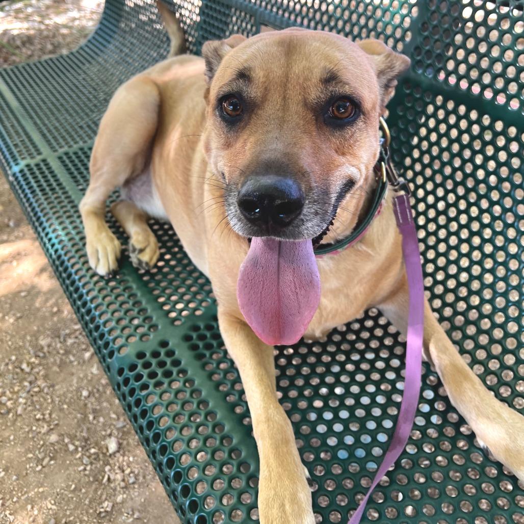 Enlarge Zelda, a Adoptable mixed breed in Albuquerque, NM image 3/6
