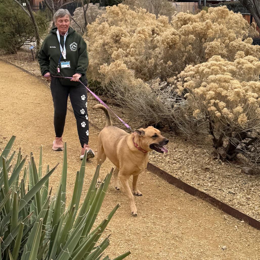 Enlarge Zelda, a Adoptable mixed breed in Albuquerque, NM image 4/6