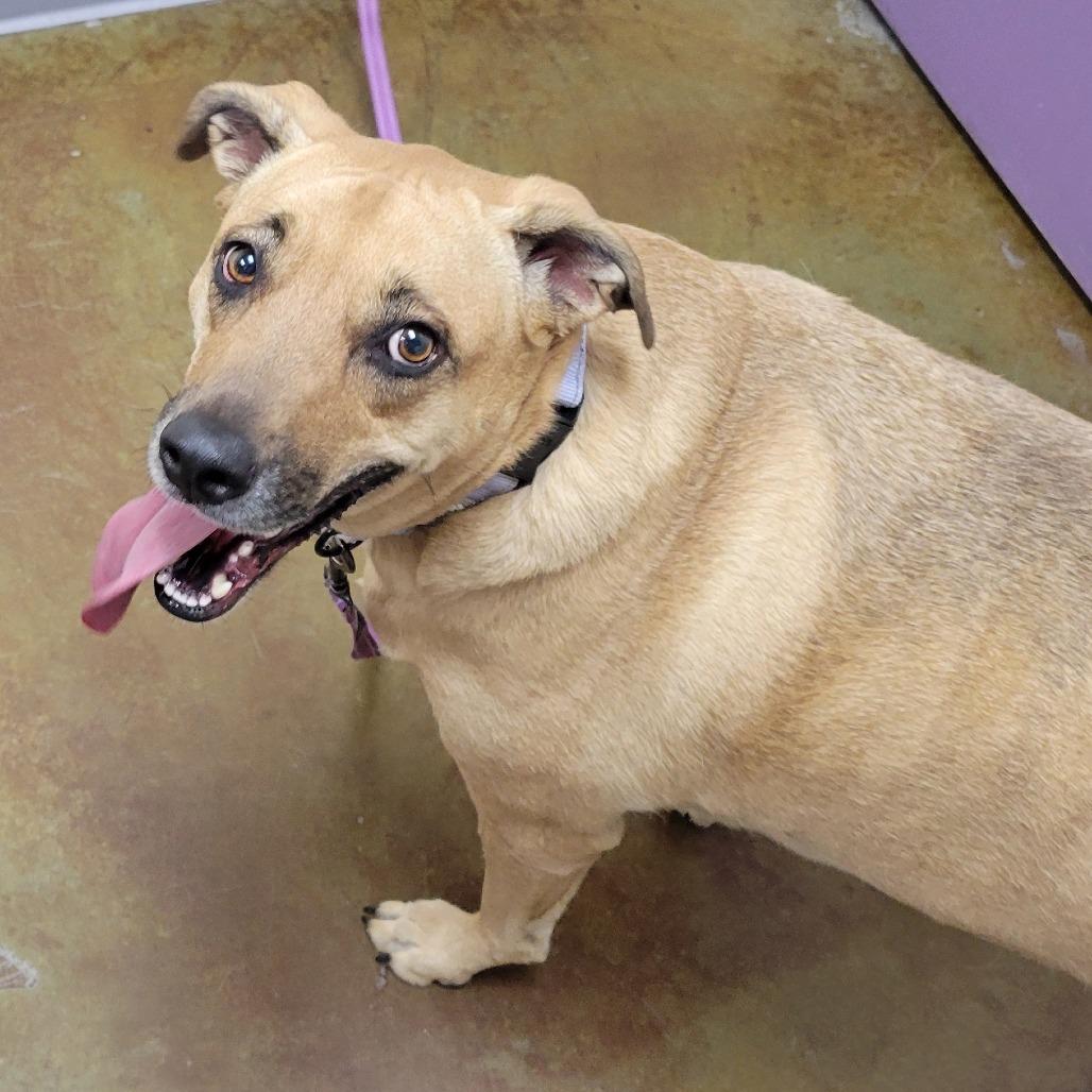 Enlarge Zelda, a Adoptable mixed breed in Albuquerque, NM image 5/6