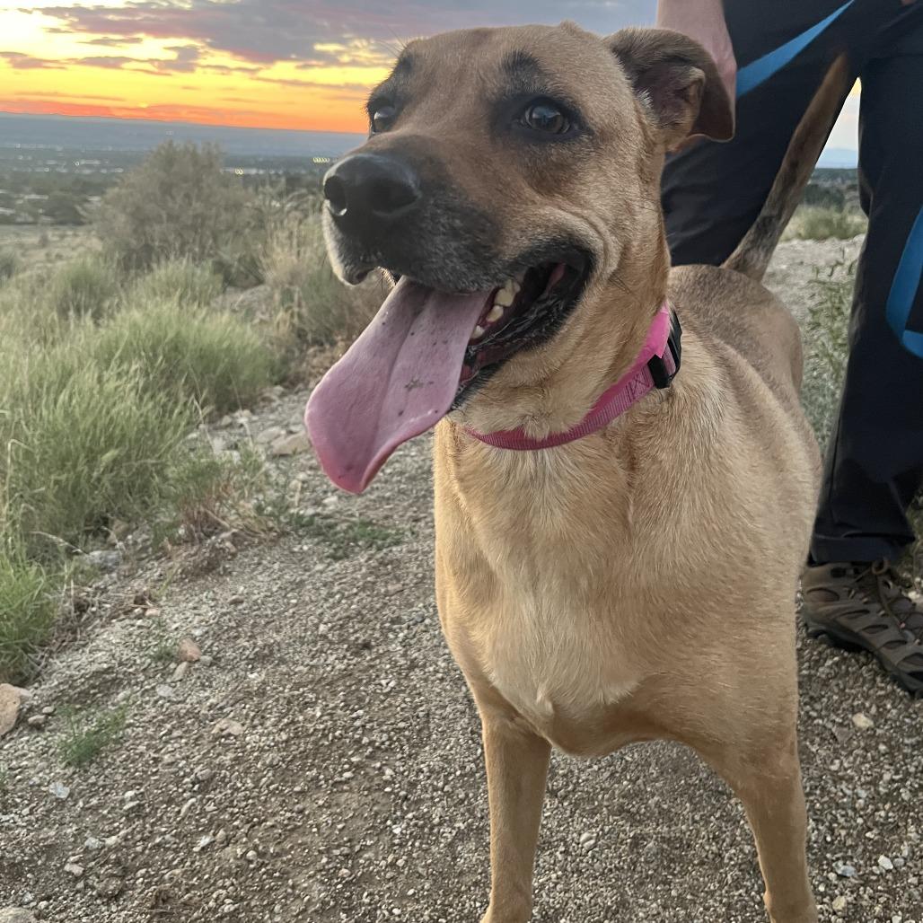 Esmerelda, a Adoptable mixed breed in Albuquerque, NM image 6/6