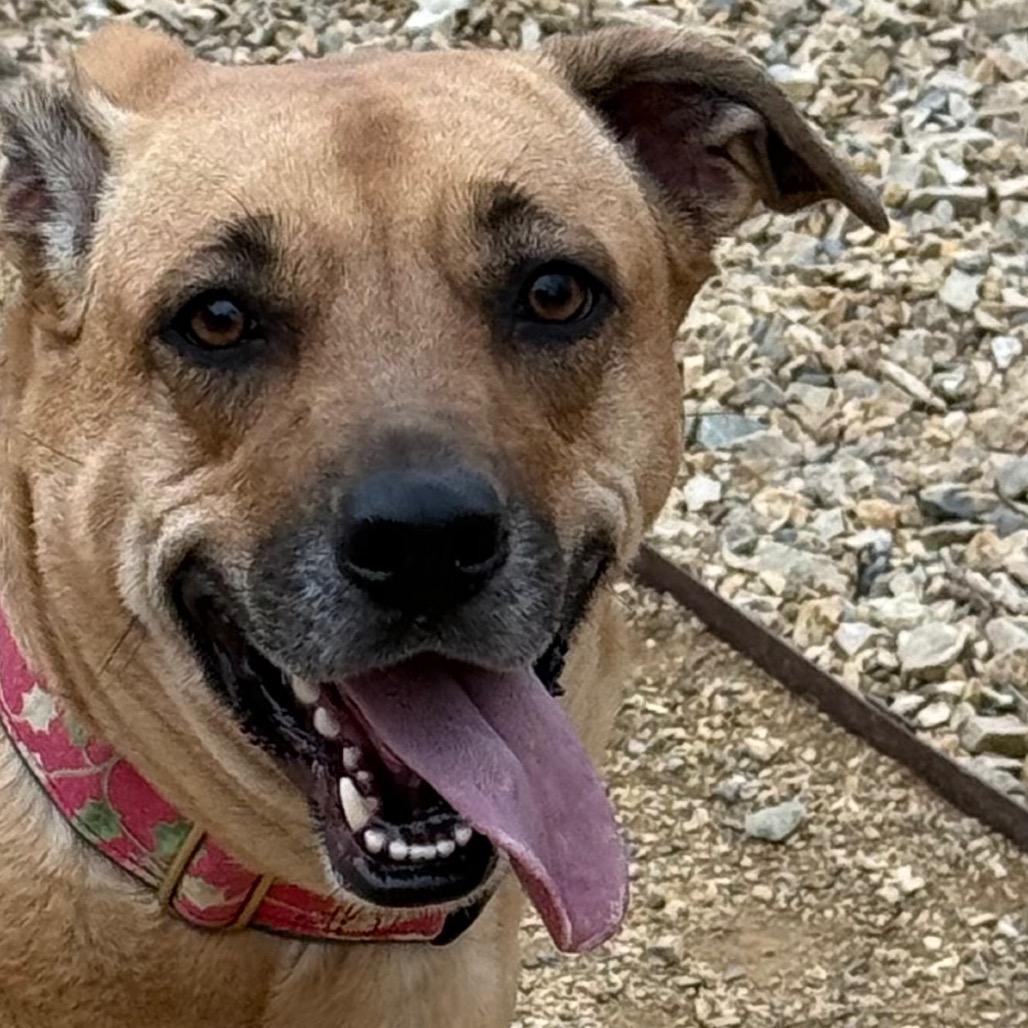 Enlarge Zelda, a Adoptable mixed breed in Albuquerque, NM image 6/6