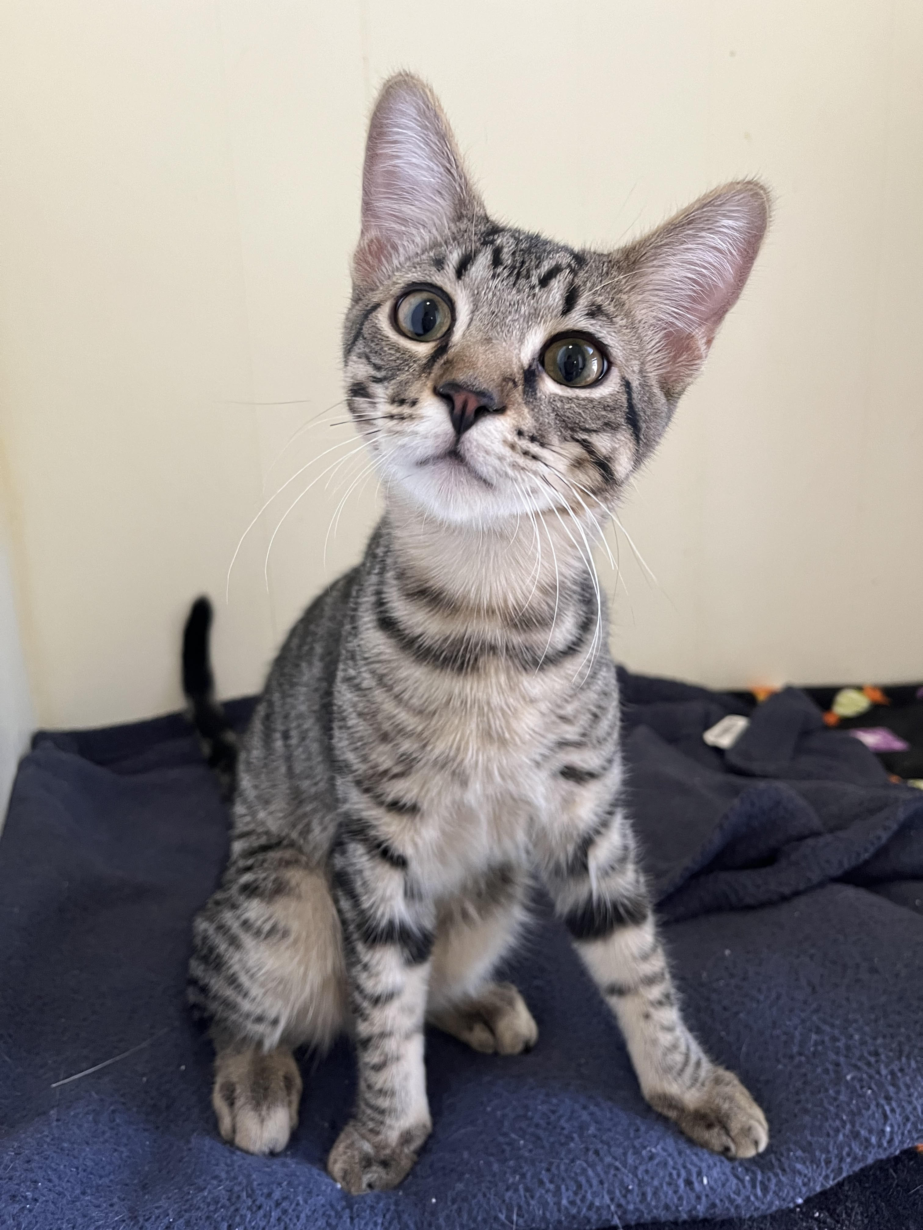 Shrimp, Baby Male Domestic Short Hair