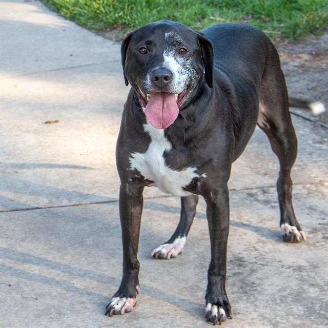 Enlarge RAUL, a Adoptable mixed breed in St. Louis, MO image 1/1