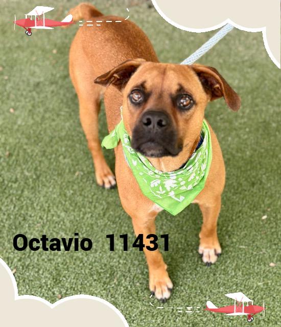 OCTAVIO