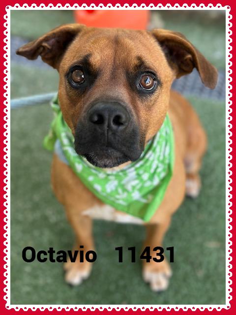 OCTAVIO
