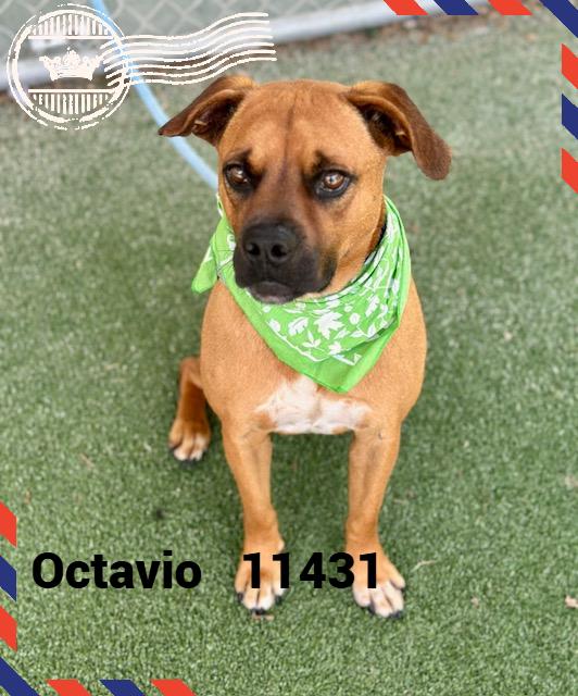 OCTAVIO