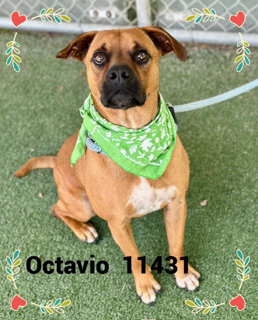OCTAVIO