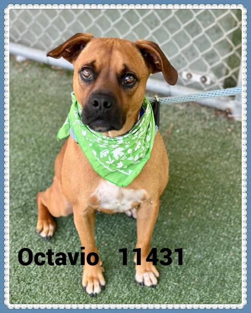 OCTAVIO