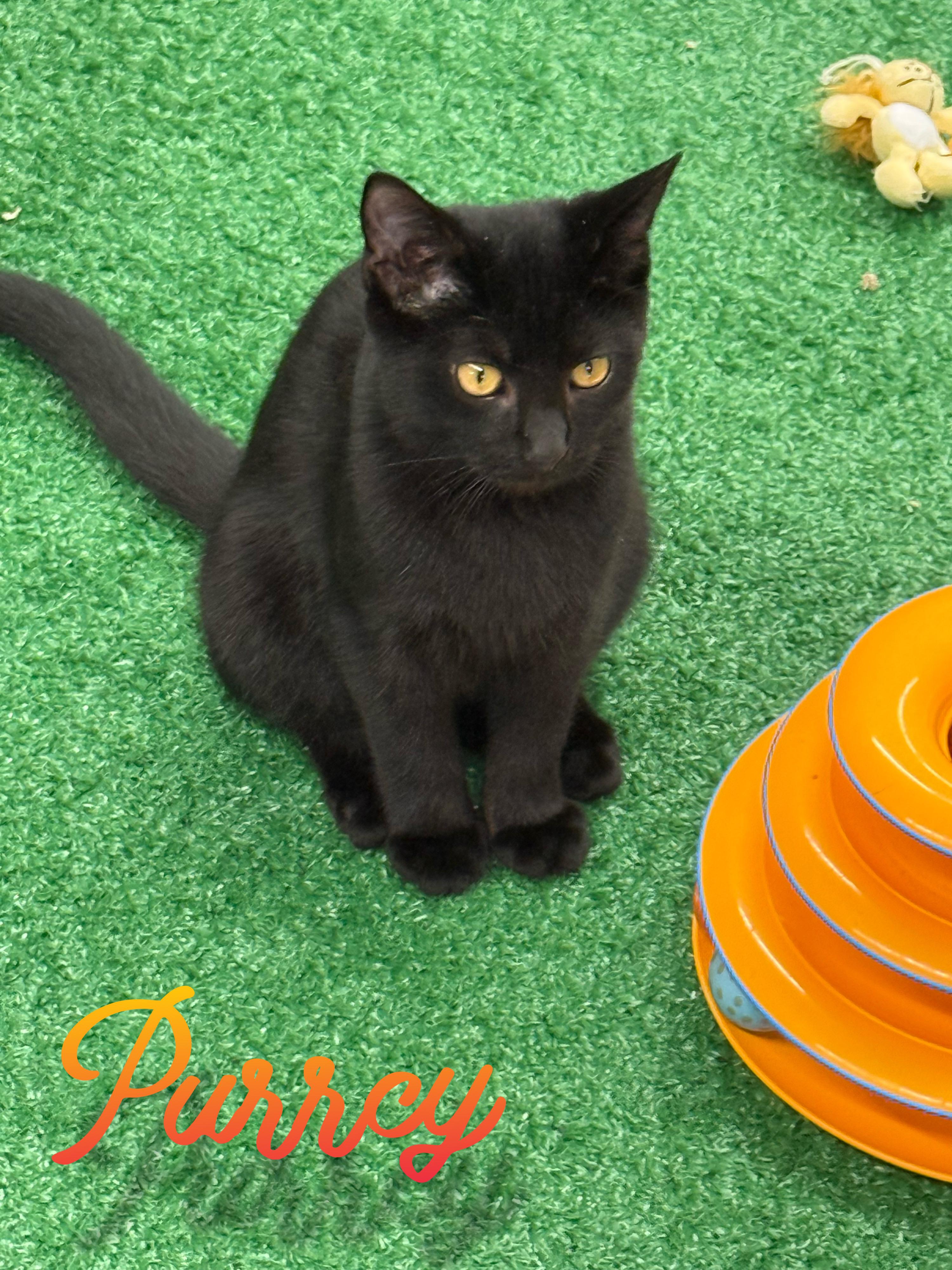 Purrcy, a Adoptable Domestic Short Hair in Lebanon, KY image 1/3