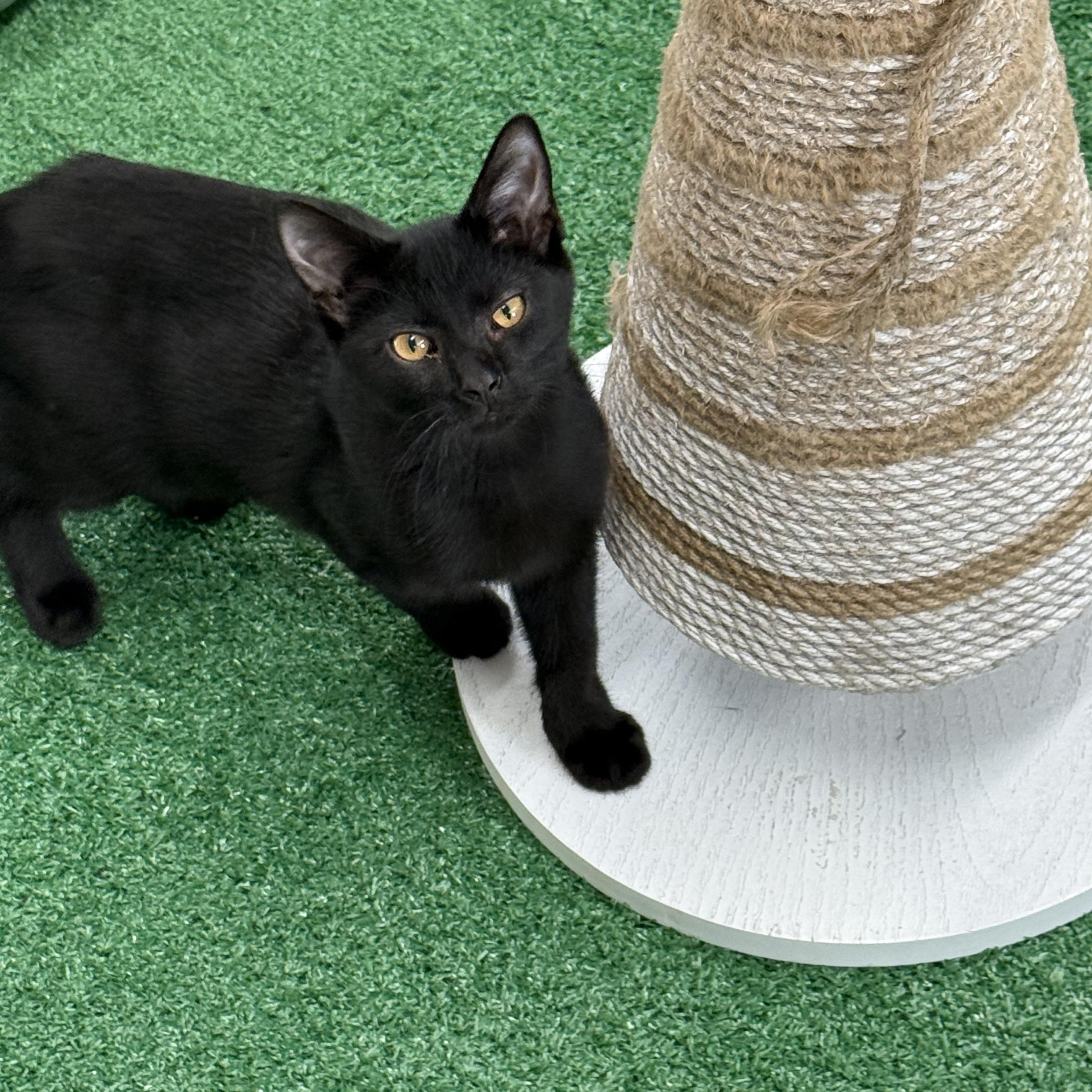 Purrcy, Adoptable, Young Male Domestic Short Hair.