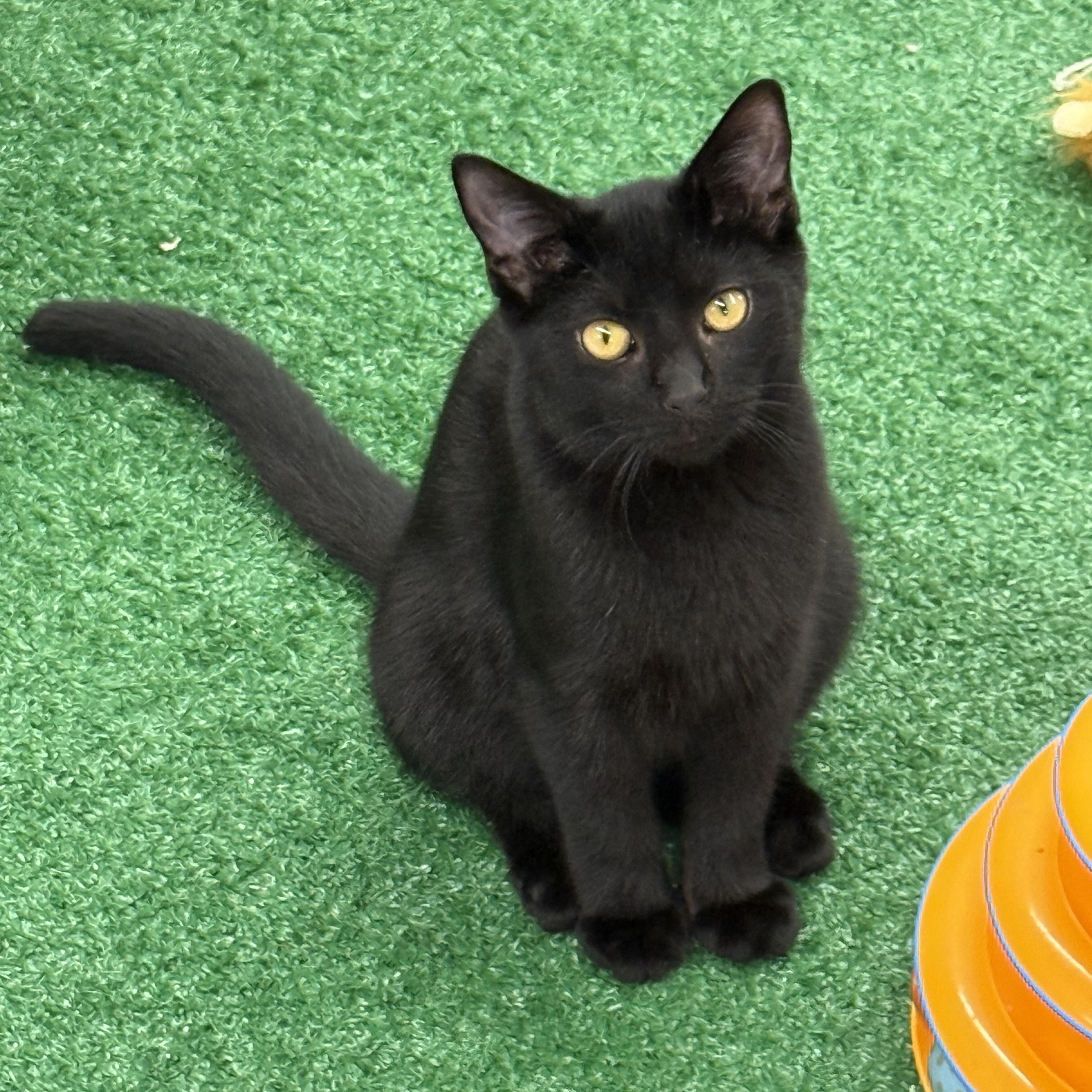 Purrcy, a Adoptable Domestic Short Hair in Lebanon, KY image 2/3