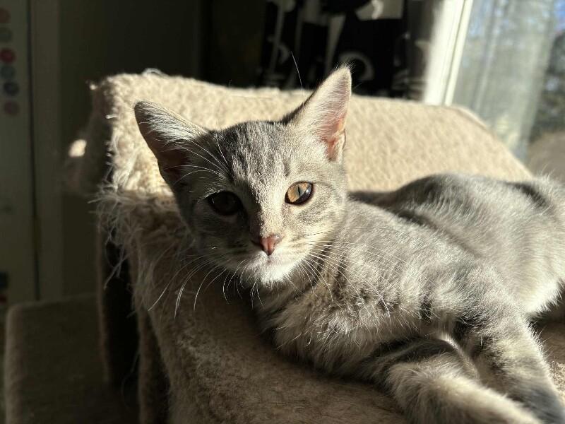 Enlarge Rebutia, a Adoptable Domestic Short Hair in Grand Rapids, MI image 1/1