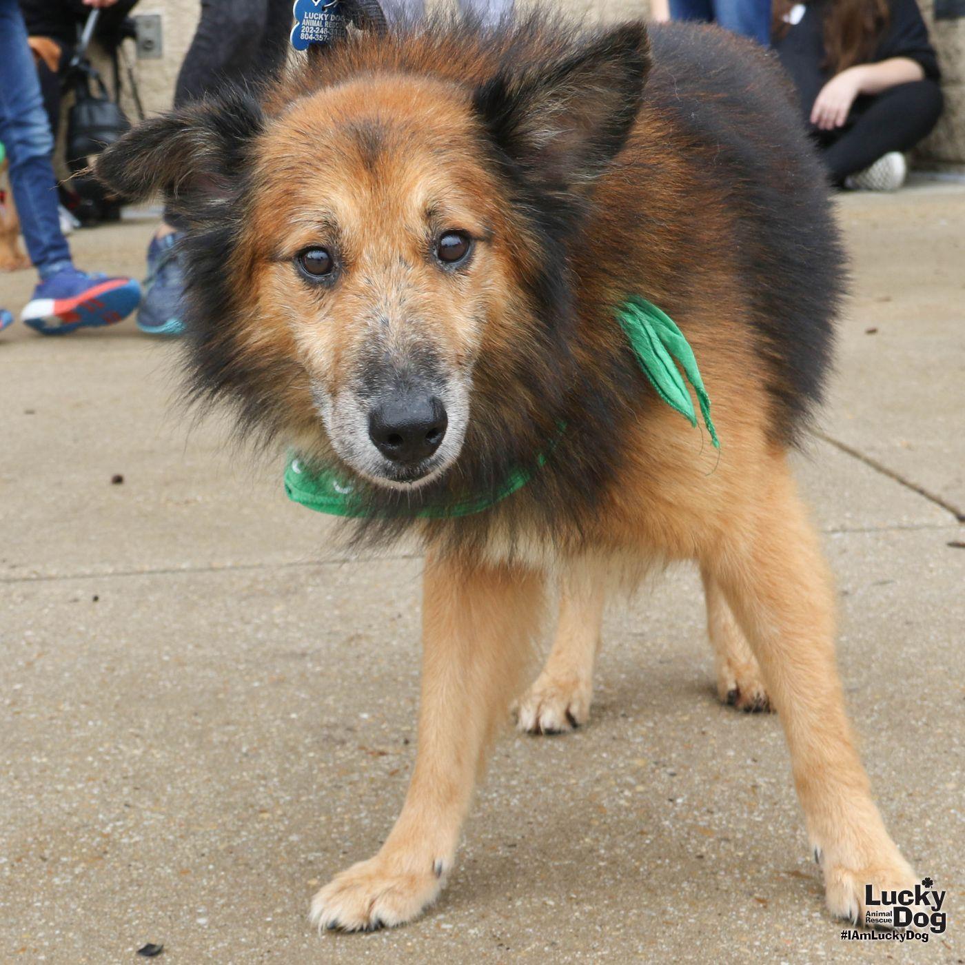 Enlarge Gumdrop, a Adoptable Shetland Sheepdog / Sheltie in Washington, DC image 1/3