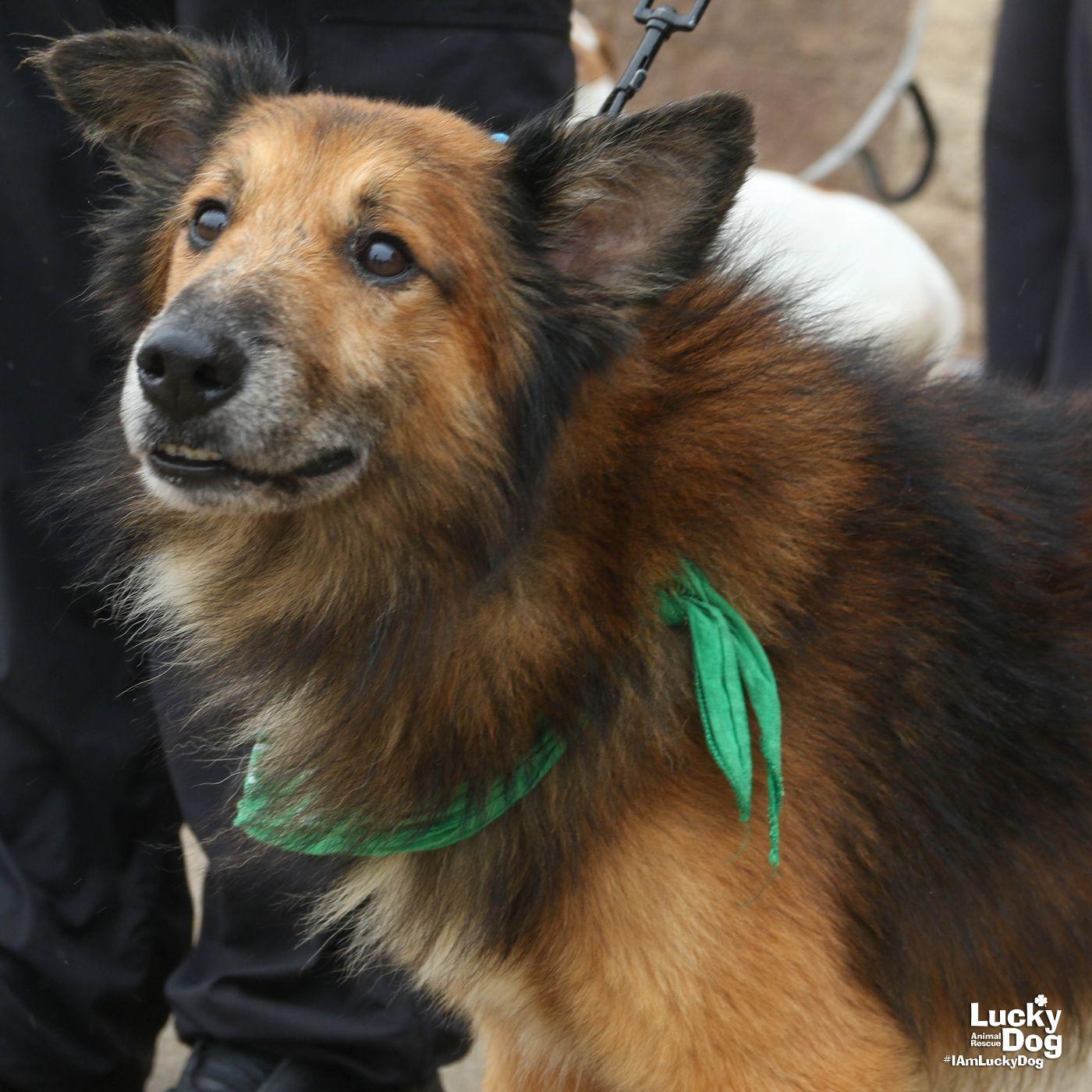 Enlarge Gumdrop, a Adoptable Shetland Sheepdog / Sheltie in Washington, DC image 2/3