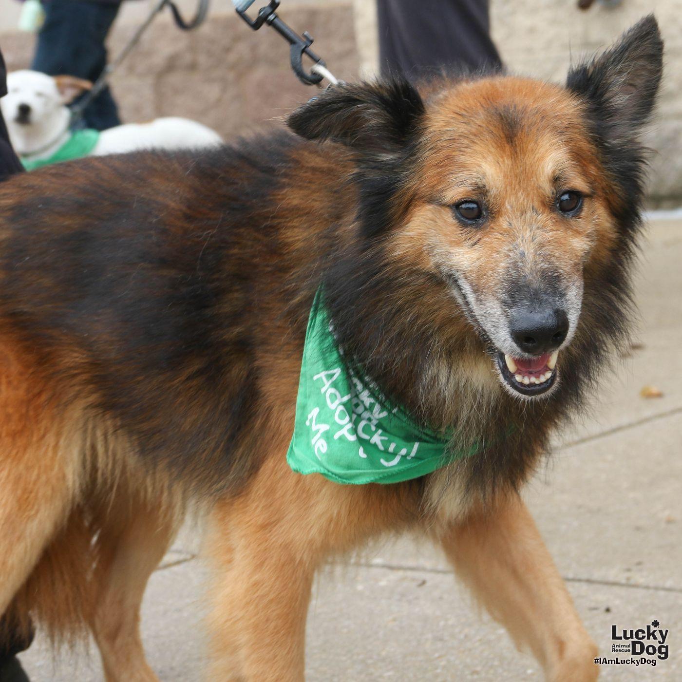 Enlarge Gumdrop, a Adoptable Shetland Sheepdog / Sheltie in Washington, DC image 3/3