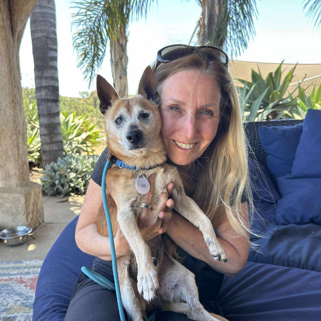 Barley, Adoptable, Senior Male Chihuahua.