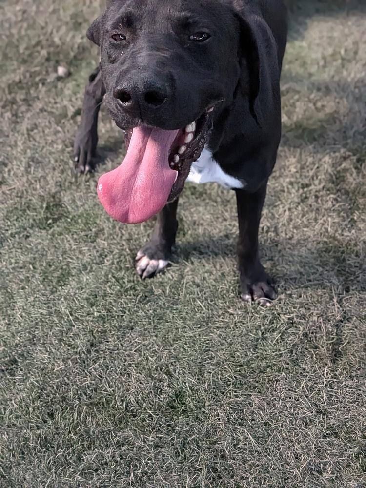 Fletcher, Adoptable, Young Male Labrador Retriever & Hound.
