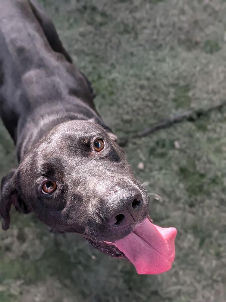 Enlarge Fletcher, a Adoptable mixed breed in Statesville, NC image 2/3