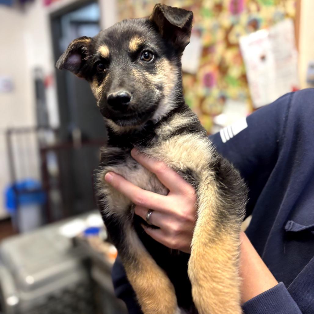 Carter, Adoptable, Puppy Male German Shepherd Dog.