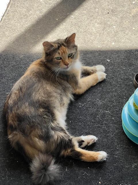 Enlarge Callie, a Adoptable mixed breed in Crescent City, FL image 3/4