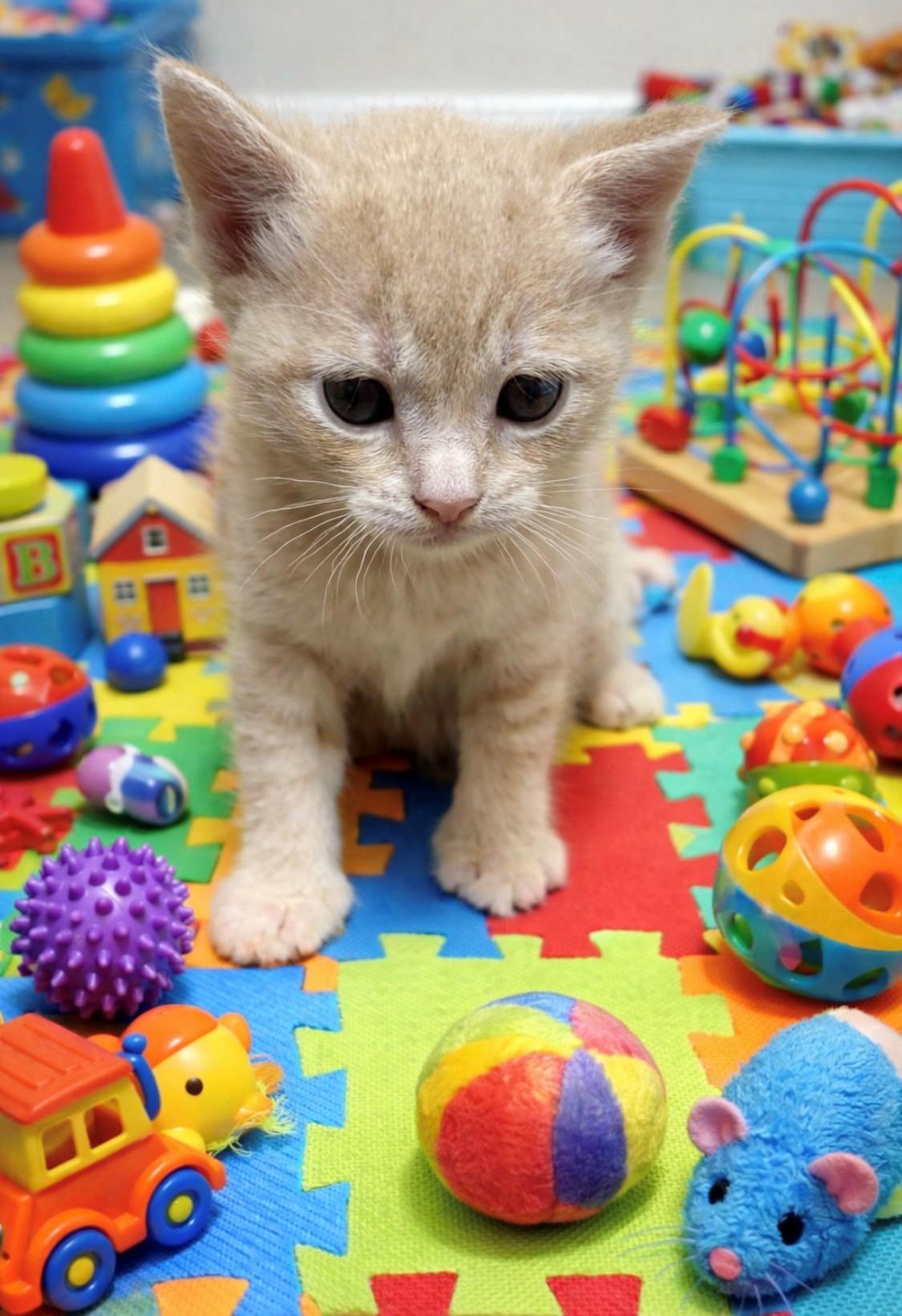Apri, Adoptable, Kitten Male Domestic Short Hair & Manx.