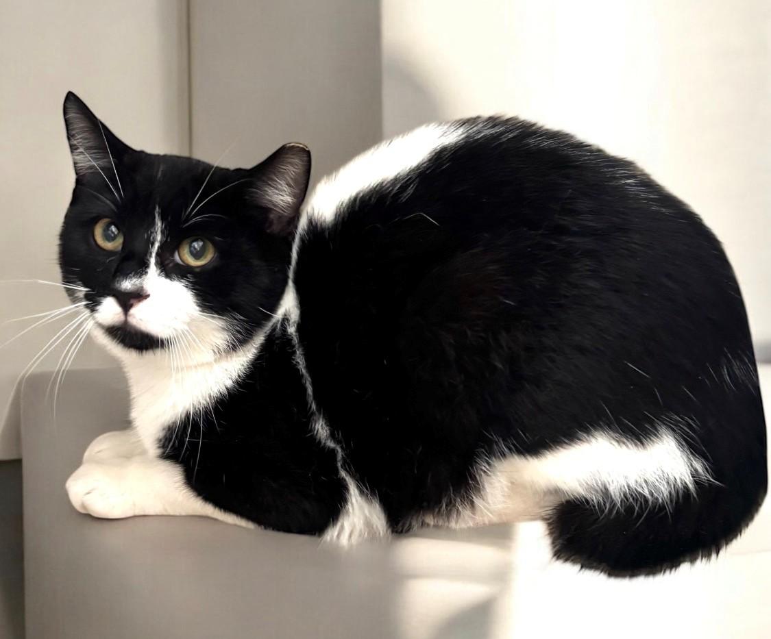 Carter, Adoptable, Young Male Domestic Medium Hair & Manx.