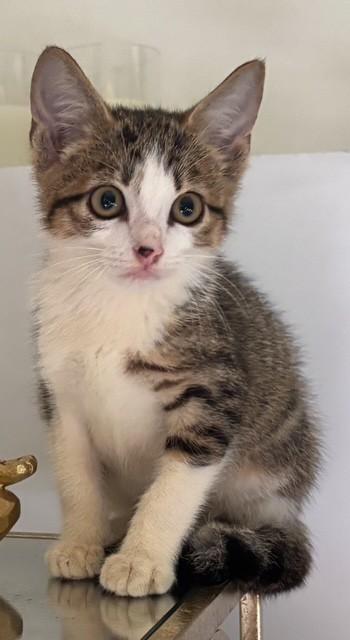 Enlarge Charlie, a Adoptable Domestic Short Hair in DELRAY Beach, FL image 1/1