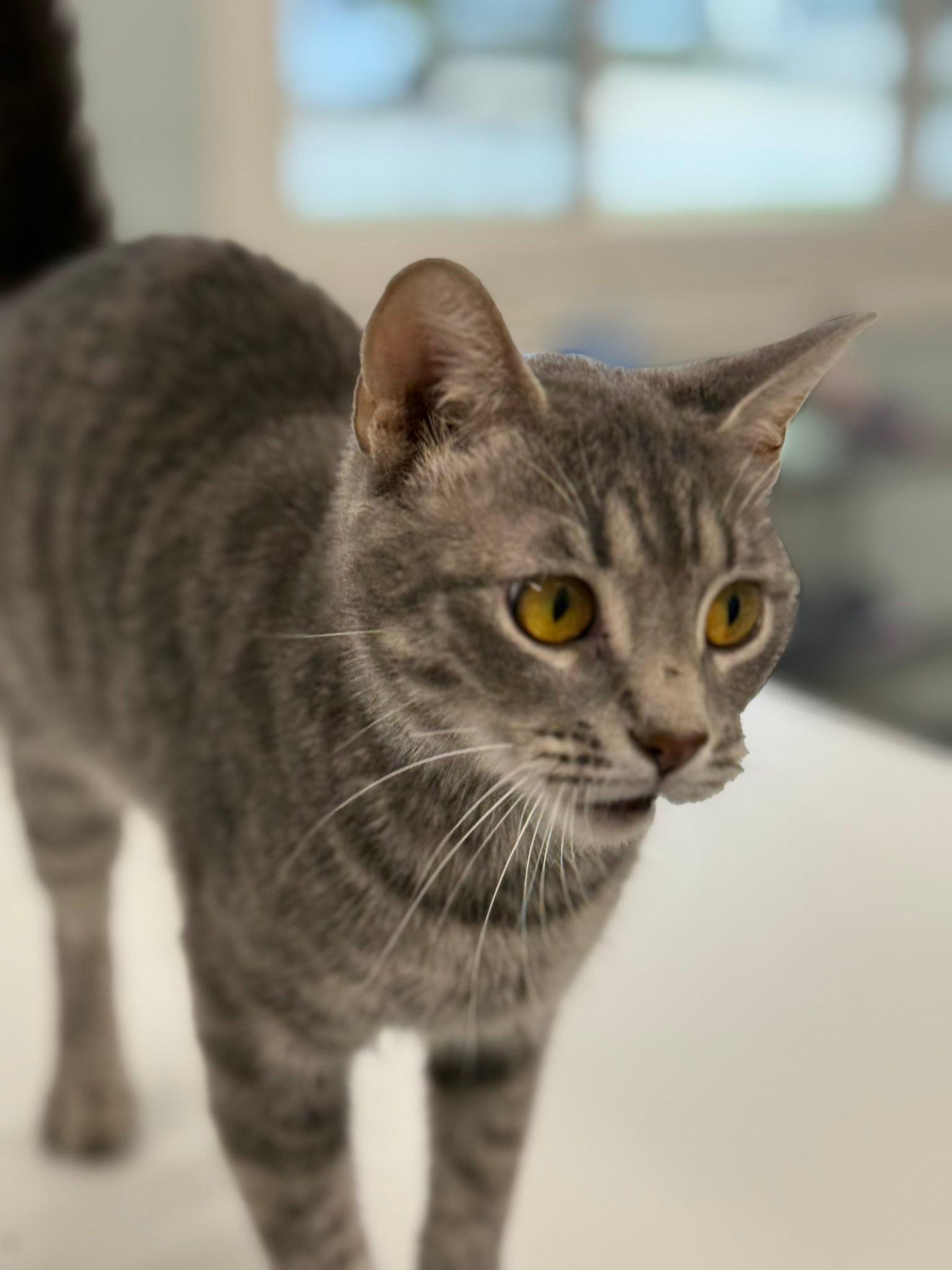 Cupcake, Adopted, Adult Female Domestic Short Hair.