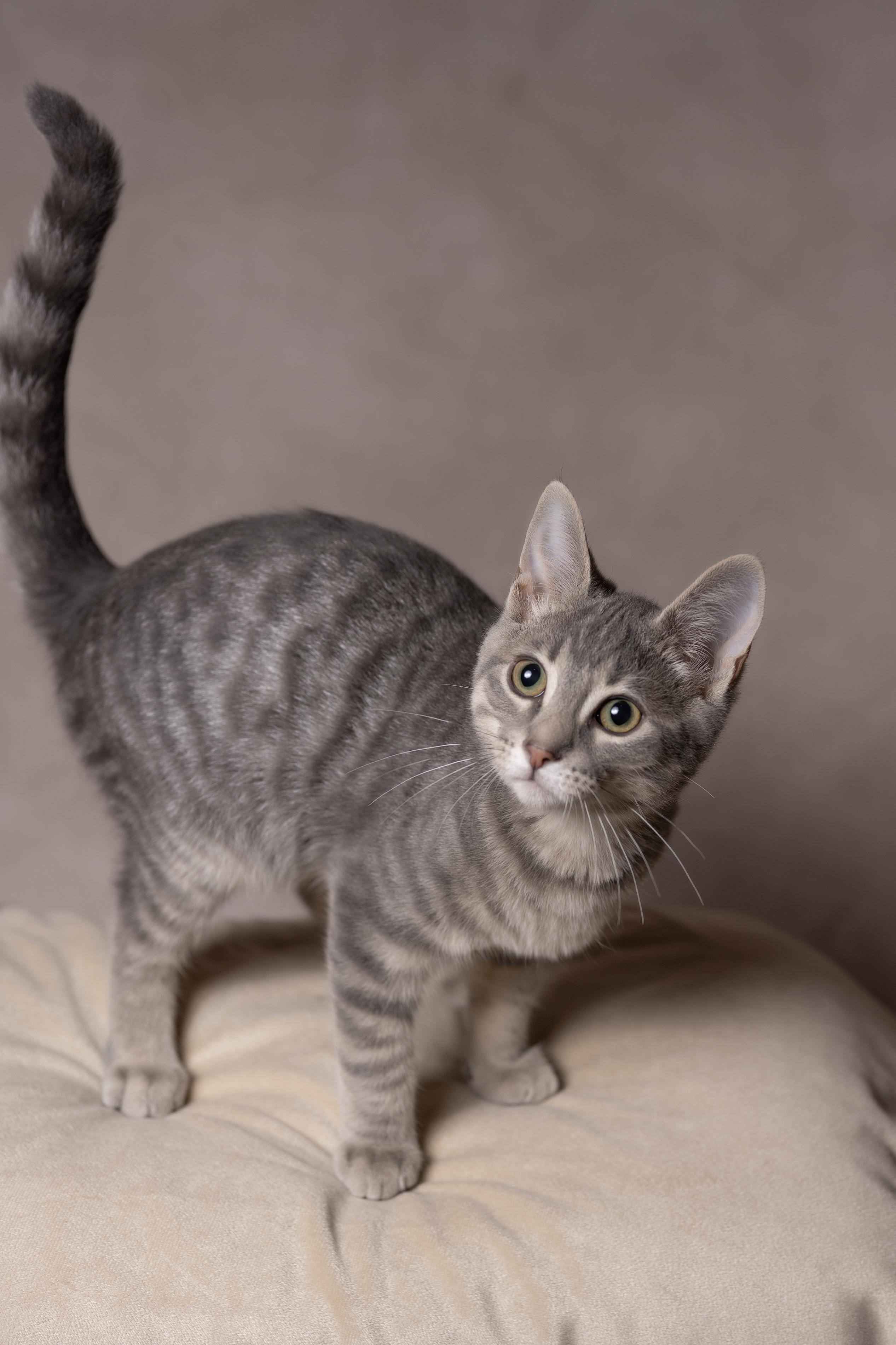 Enlarge Apollo, a Adoptable Tabby in Muncie, IN image 2/4