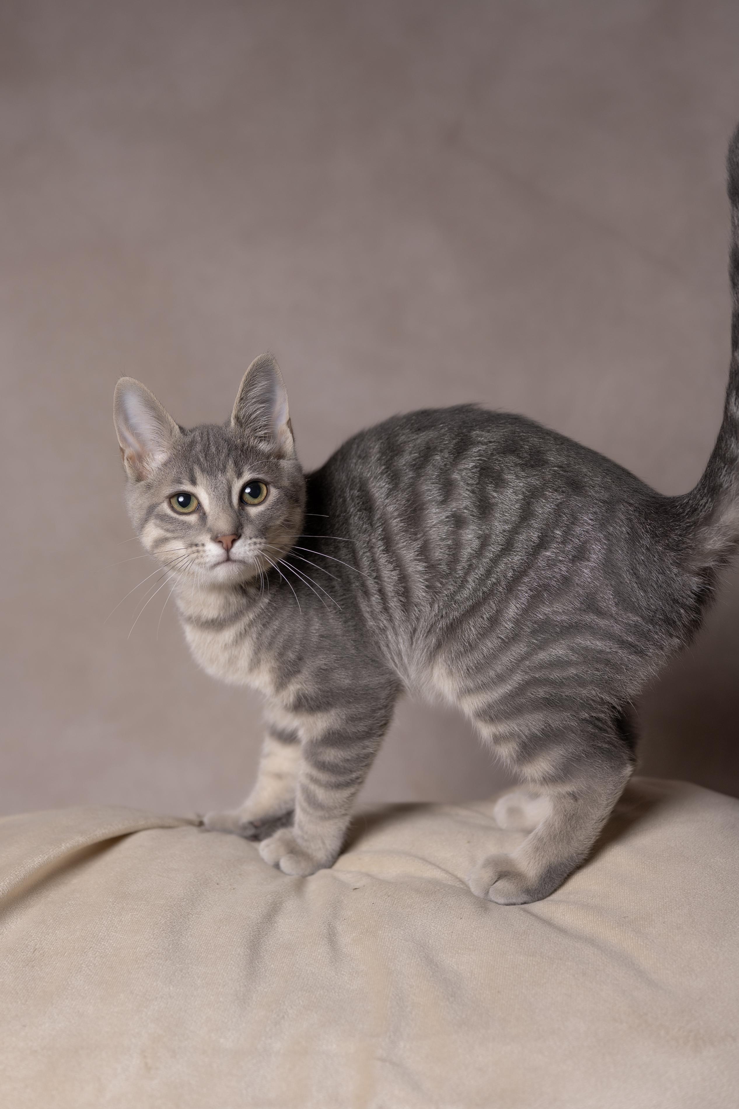 Enlarge Apollo, a Adoptable Tabby in Muncie, IN image 3/4