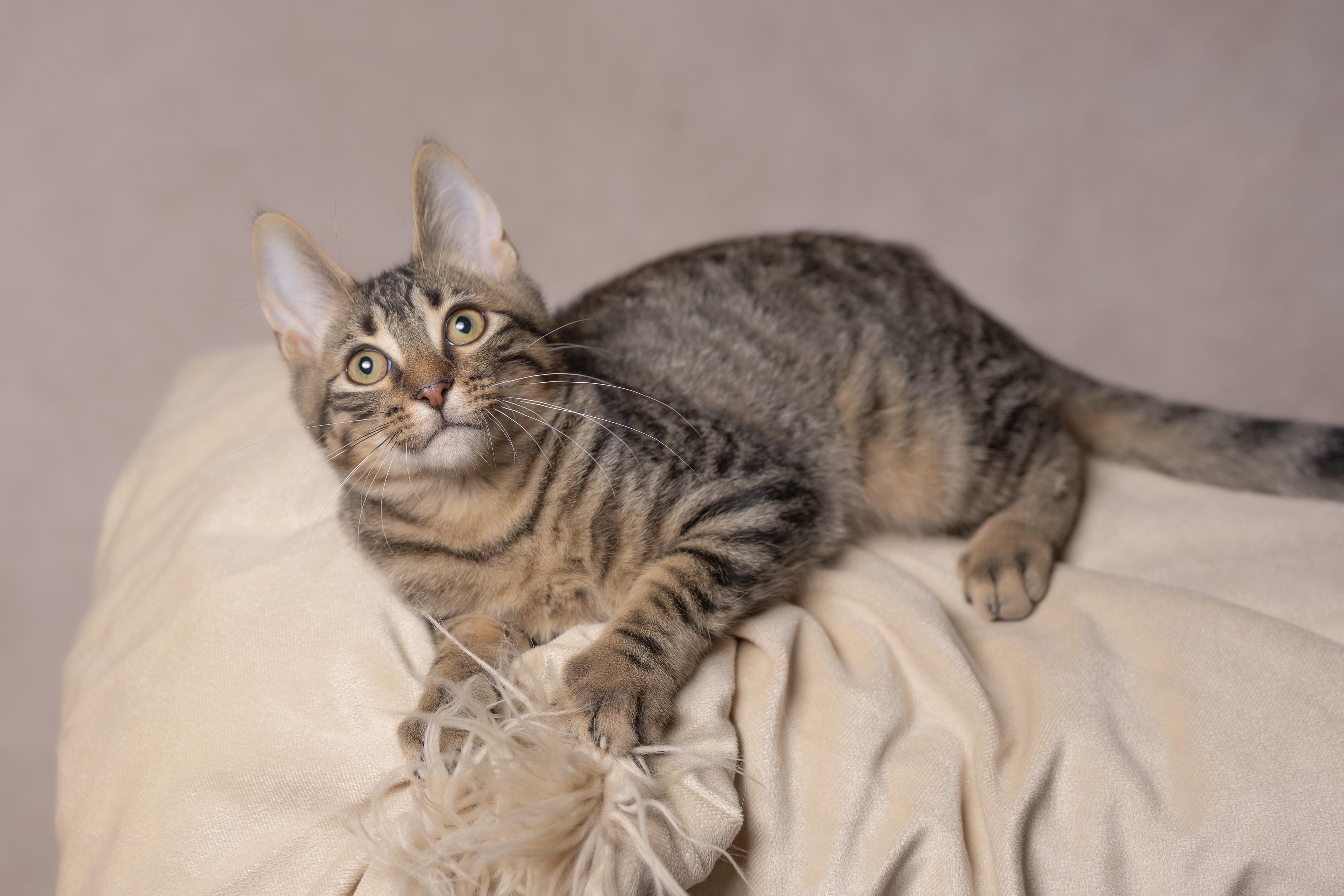 Enlarge Apollo, a Adoptable Tabby in Muncie, IN image 4/4