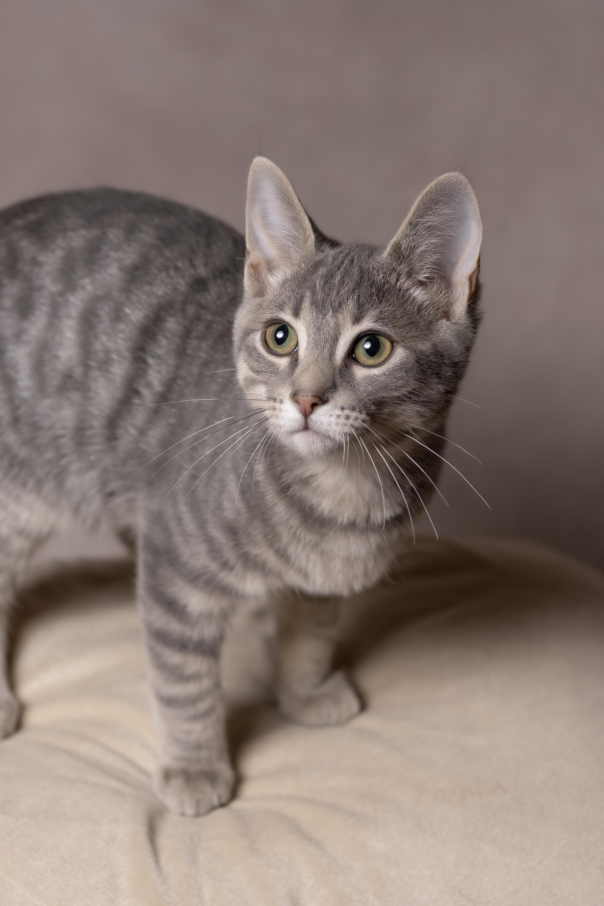 Apollo, Adoptable, Young Male Tabby.