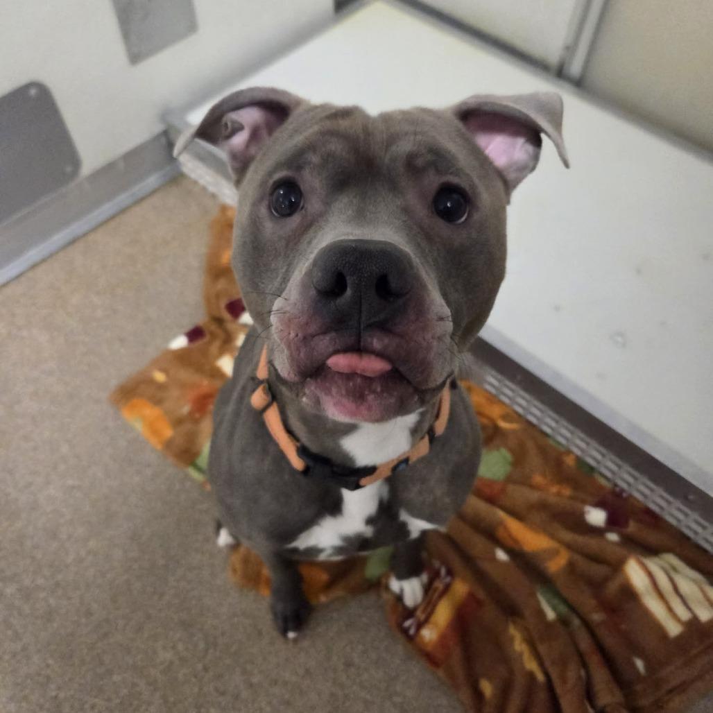 Whopper, Adoptable, Adult Male Pit Bull Terrier.