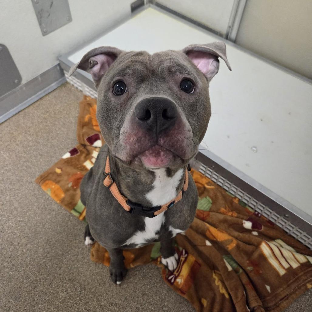 Enlarge Whopper, a Adoptable Pit Bull Terrier in Ballston Spa, NY image 2/4