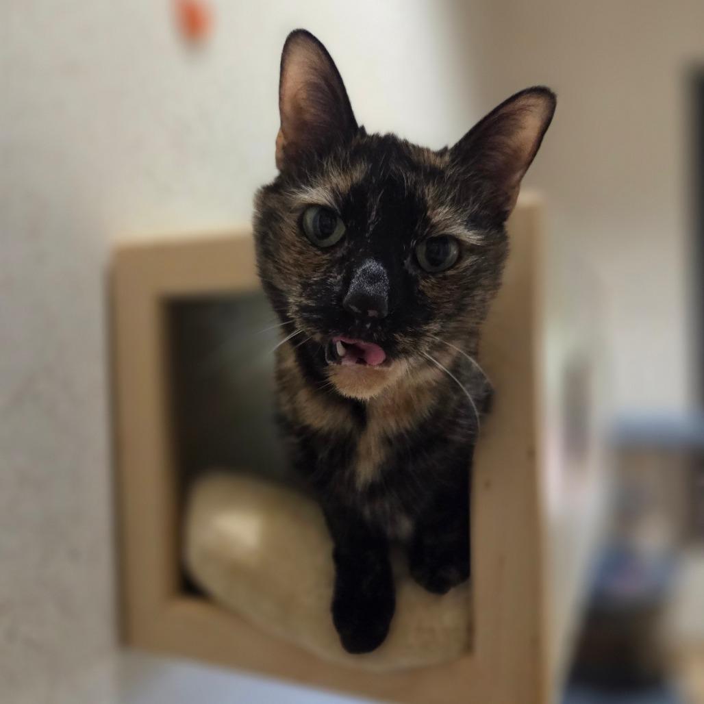Felicity, Adoptable, Senior Female Domestic Short Hair.