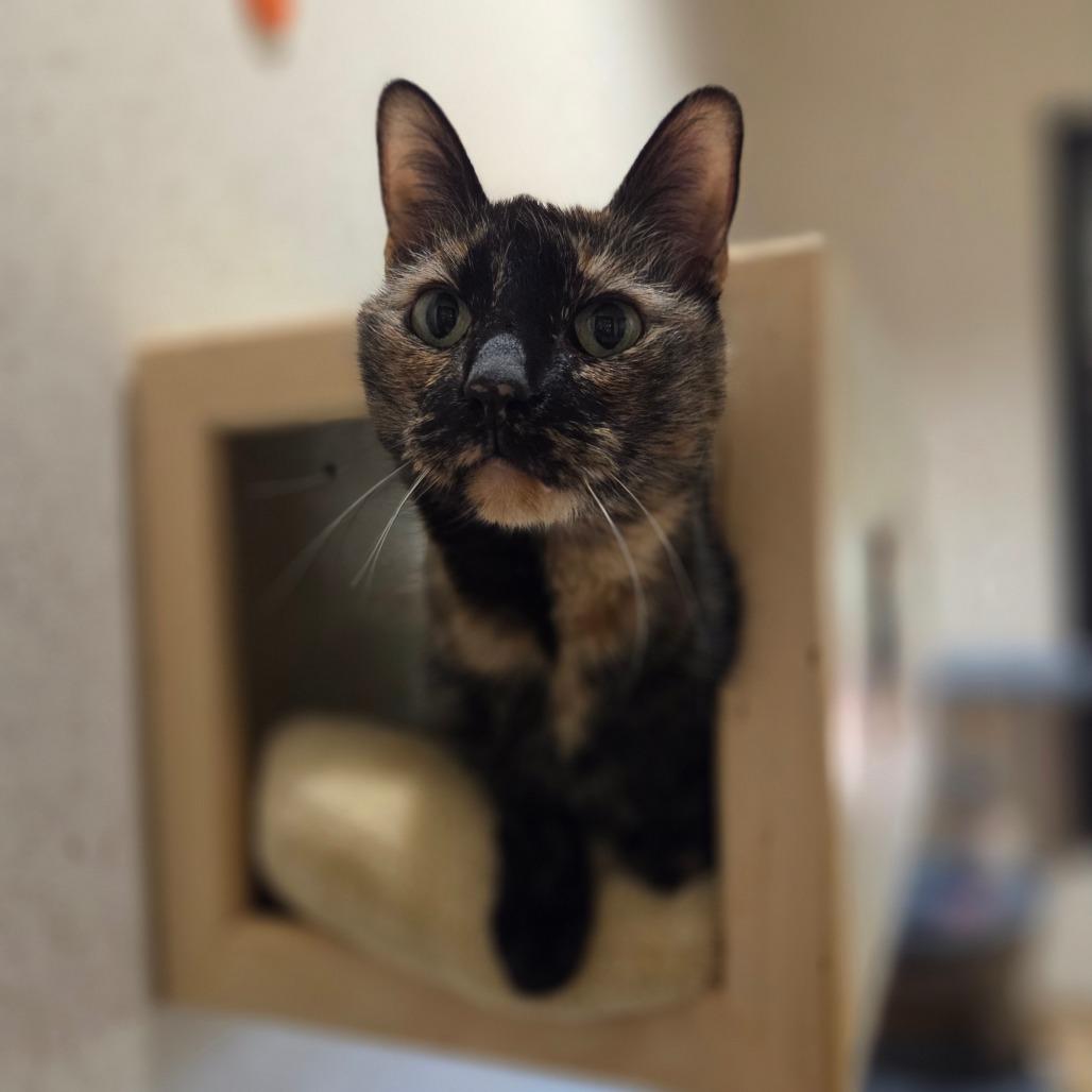 Enlarge Felicity, a Adoptable Domestic Short Hair in Ballston Spa, NY image 2/6